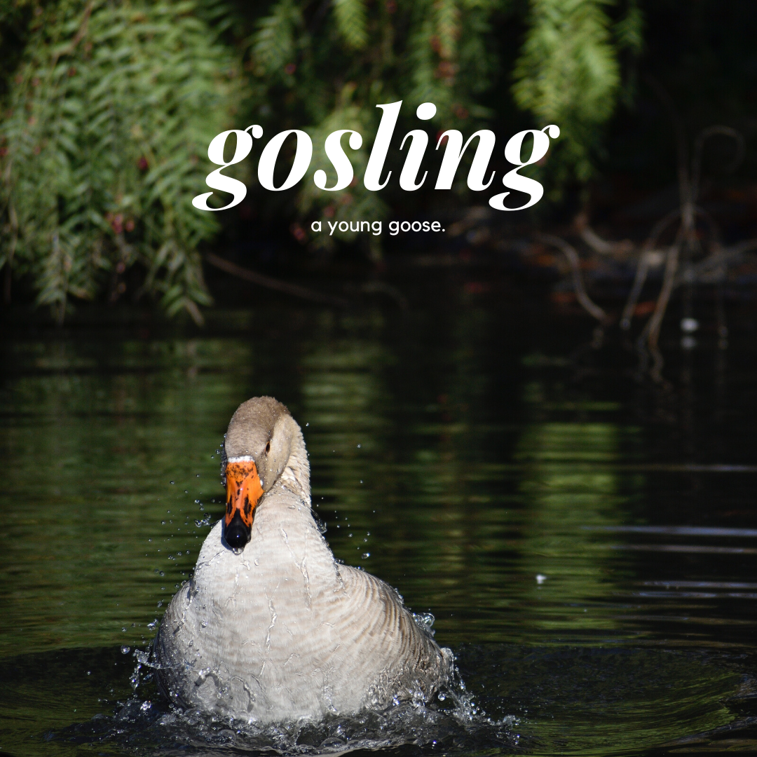 Picture of a gosling