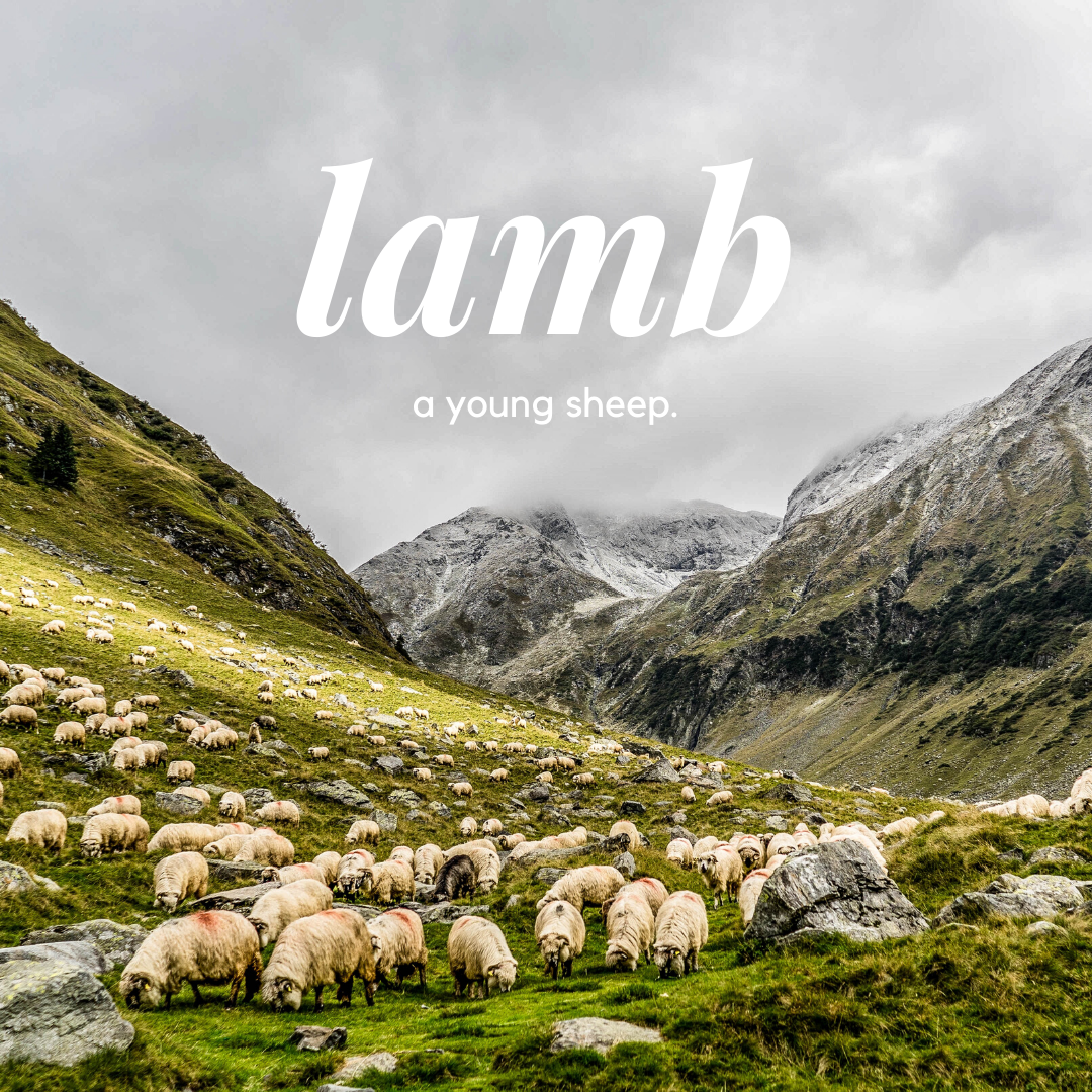 Image of a lamb