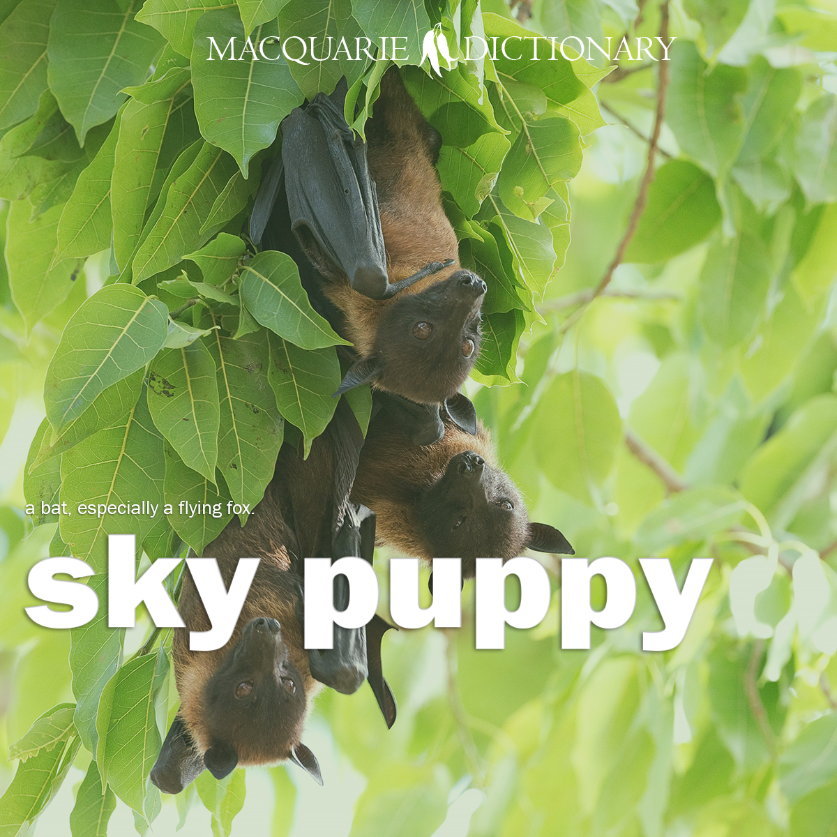 profit-for-purpose - of or relating to a business which directs a portion of its profits towards a specific area of social or environmental welfare: a profit-for-purpose organisation; the profit-for-purpose sector. profit-for-purpose - of or relating to a business which directs a portion of its profits towards a specific area of social or environmental welfare: a profit-for-purpose organisation; the profit-for-purpose sector.