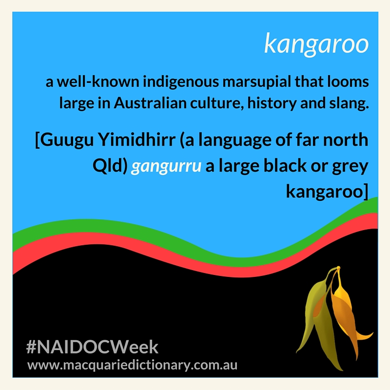 Kangaroo - any of the largest members of the family Macropodidae, herbivorous marsupials of the Australian region, with powerful hind legs developed for leaping, a sturdy tail serving as a support and balance, a small head, and very short forelimbs