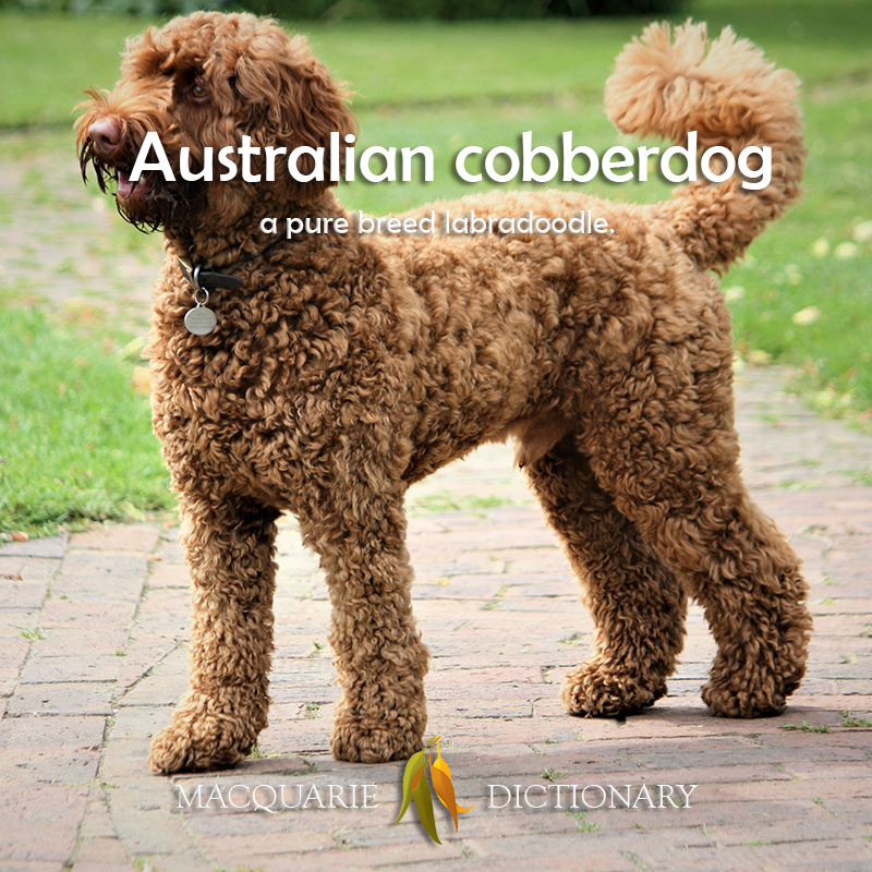 Australian cobberdog - a pure breed labradoodle