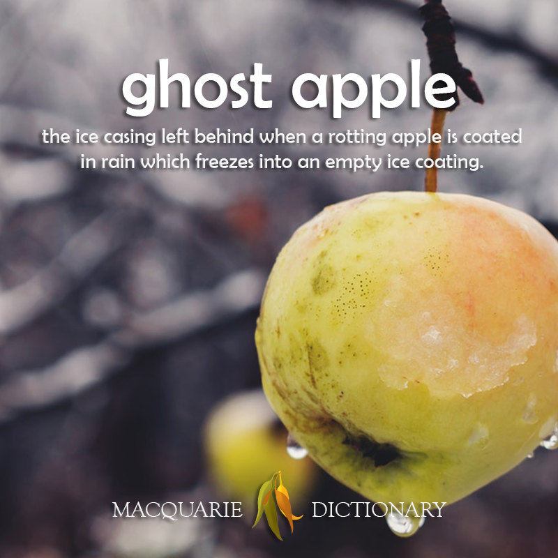 Image of definition of ghost apple: the ice casing left behind when a rotting apple is coated in rain which freezes into an empty ice coating.