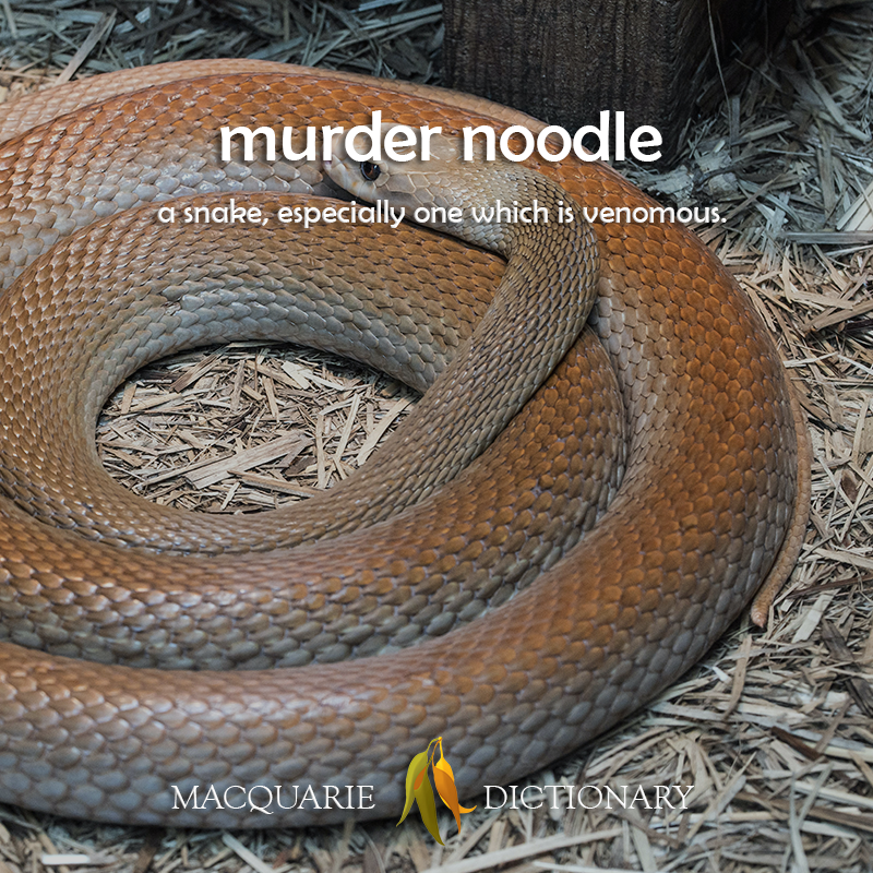 murder noodle	a snake, especially one which is venomous.