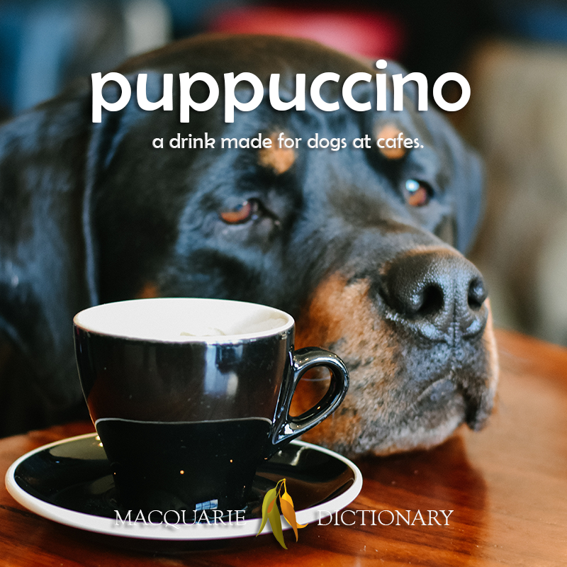 new words - puppucccino	a drink made for dogs at cafes [puppy + cappacino)
