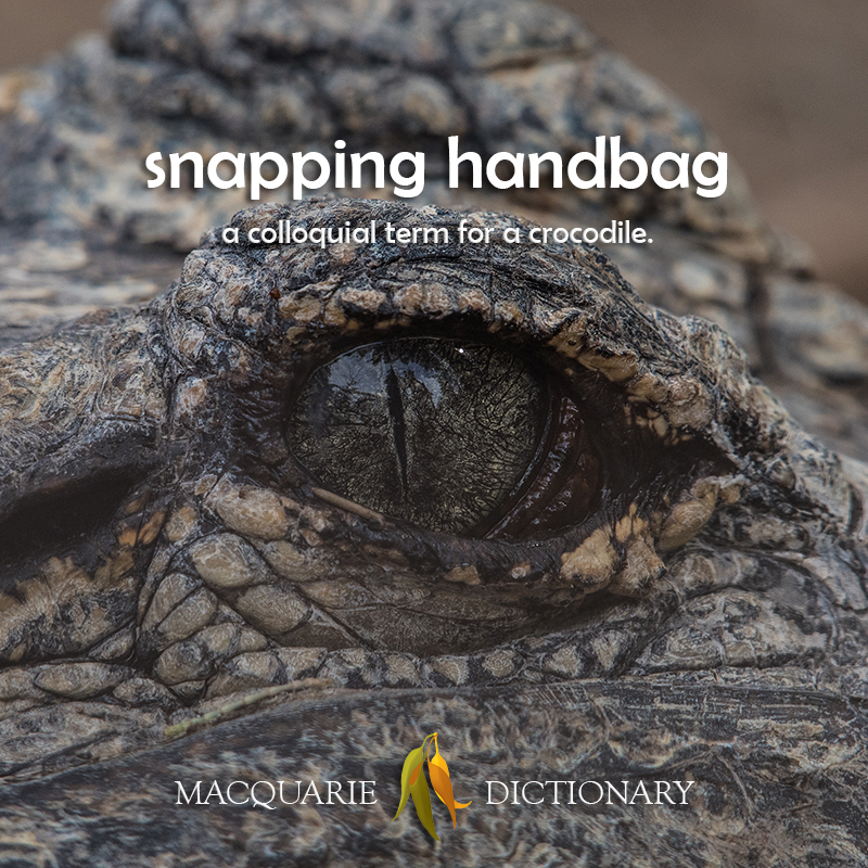 snapping handbag - a colloquial term for a crocodile