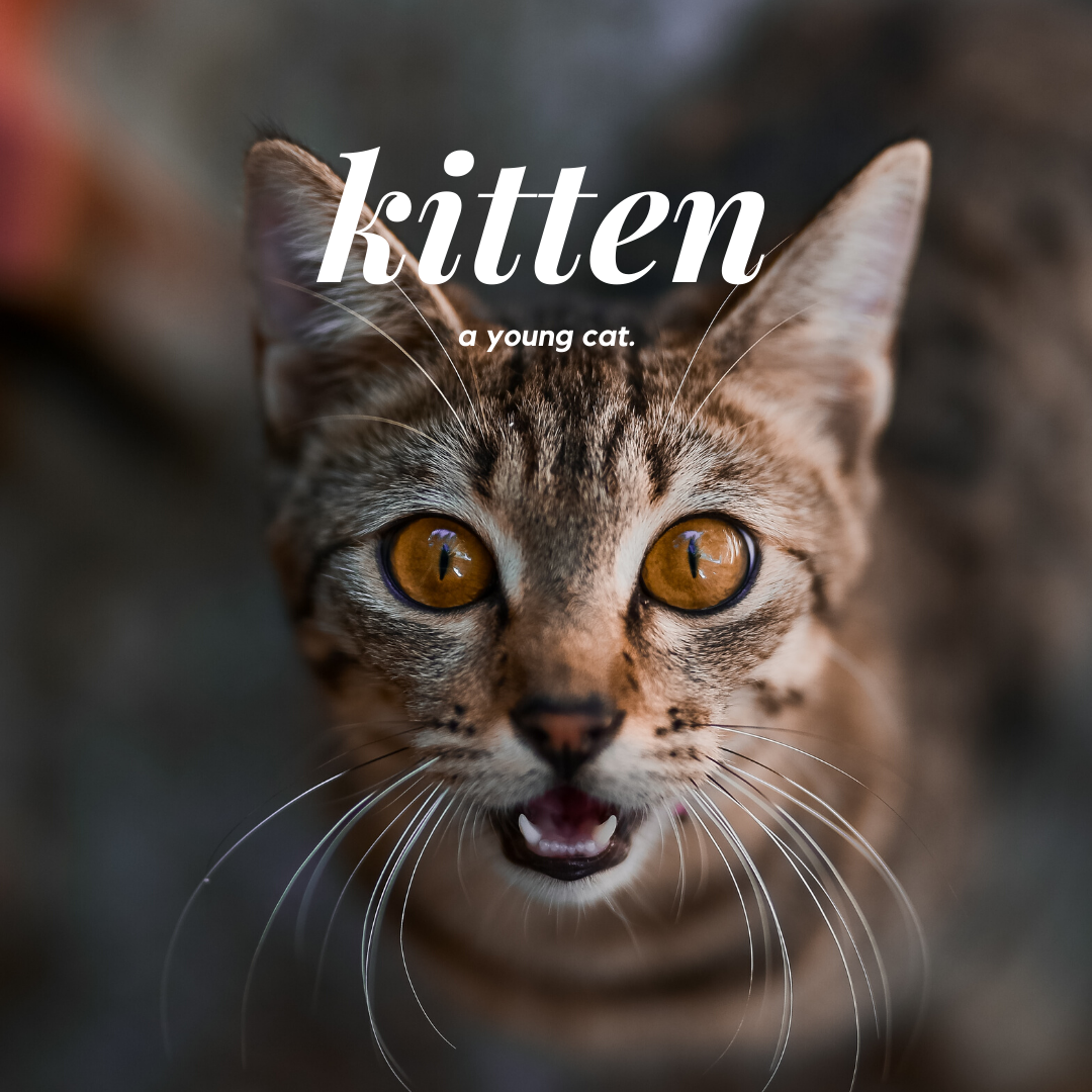 Image of a kitten