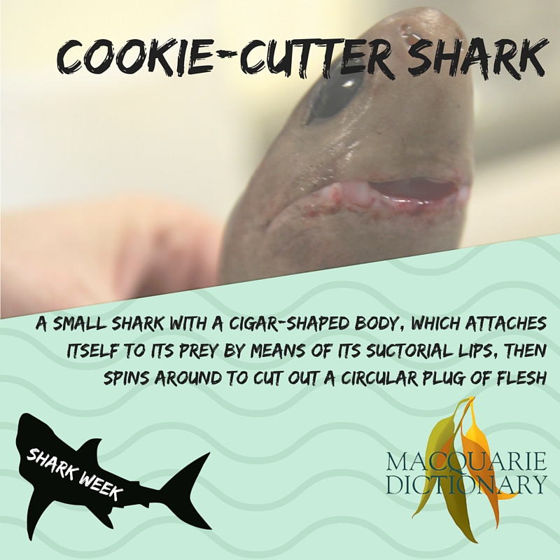 cookie-cutter shark - a small shark with a cigar-shaped body