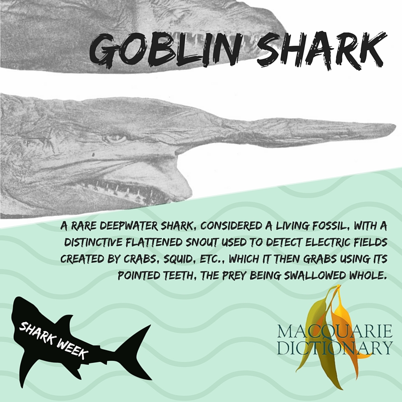 Goblin shark - a rare deepwater shark, Mitsukurina owstoni, considered a living fossil, with a distinctive flattened snout used to detect electric fields created by crabs, squid, etc., which it then grabs using its pointed teeth, the prey being swallowed whole; found off coastlines in the Indian, Pacific, and Atlantic oceans