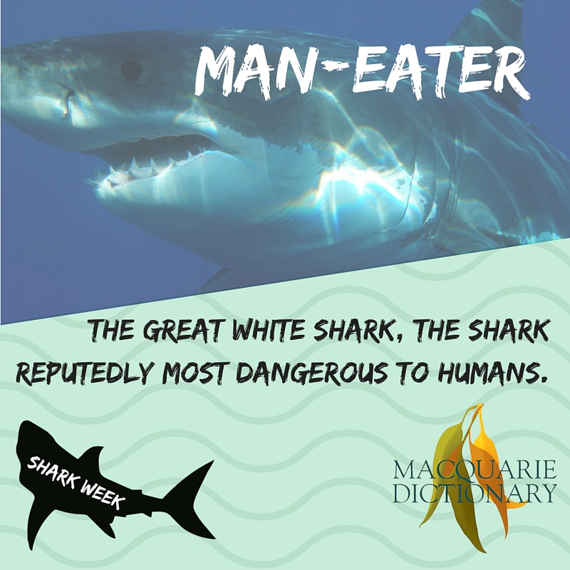 Man-eater - The Great White shark, reputedly the shark most dangerous to humans  