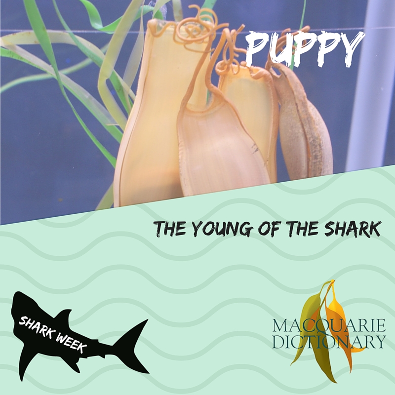 Puppy - a young shark
